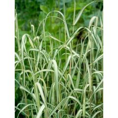Phalaris arundinacea Picta - Alpiste faux-roseau