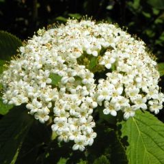 Viorne lantane - Viburnum lantana
