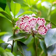 Kalmia latifolia Minuet - Laurier des montagnes