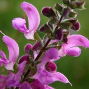 Salvia pratensis Sweet Esmeralda - Sauge des près