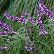 Salvia leucantha - Sauge arbustive