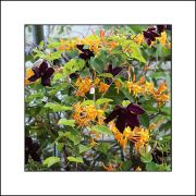 Duo endiablé - Collection de Chèvrefeuille et Clématite