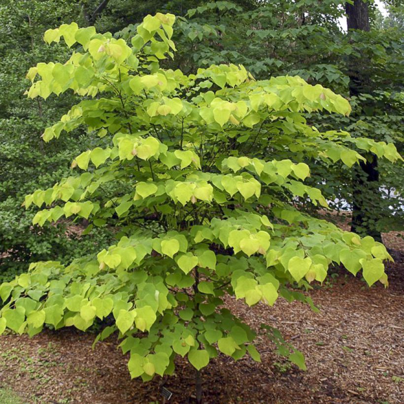 Cercis canadensis Hearts of Gold - Arbre de Judée doré (Port)