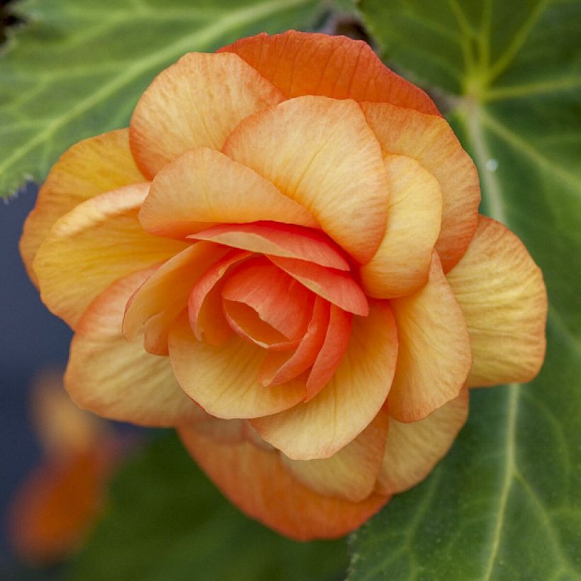 Graines de Bégonia retombant Apricot Shades Improved F1 - Begonia x tuberhybrida pendula (Floraison)