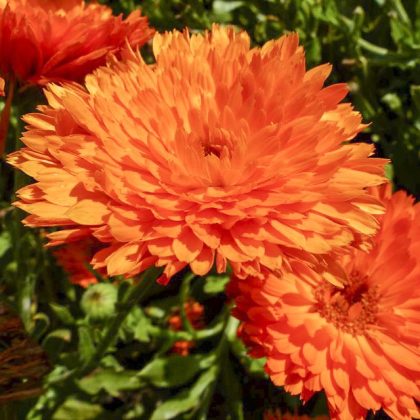 Graines de Calendula officinalis Candyman Orange - Souci des Jardins (Floraison)