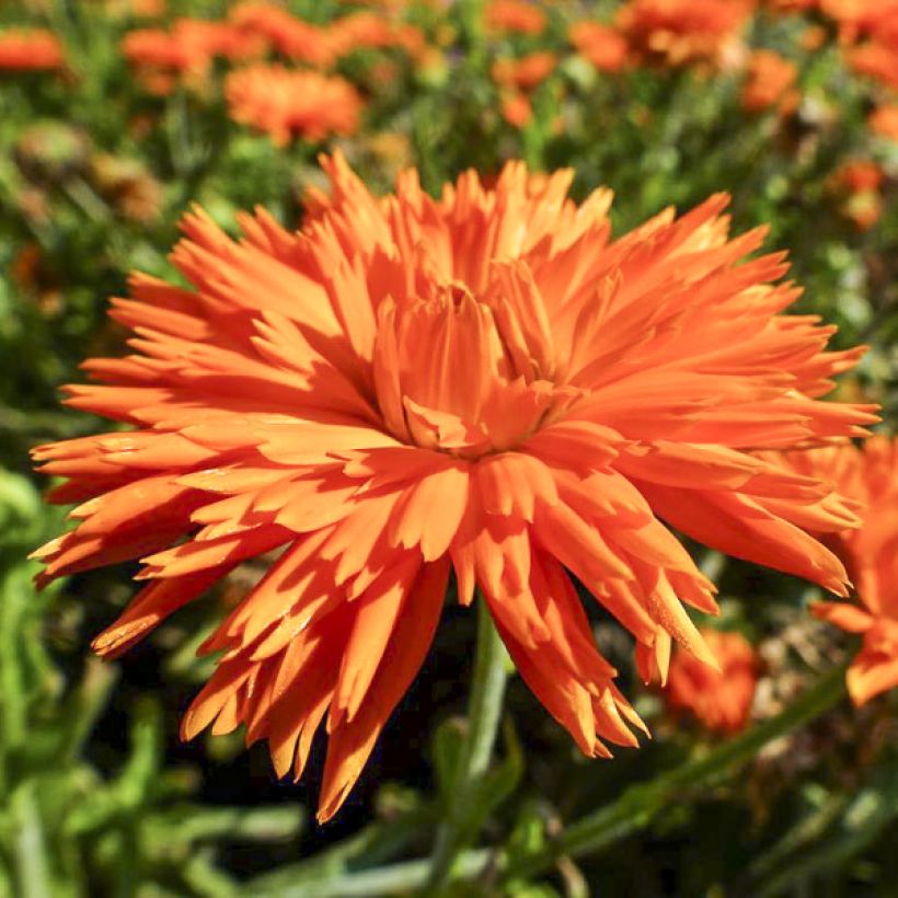Graines de Calendula officinalis Porcupine - Souci des Jardins (Floraison)