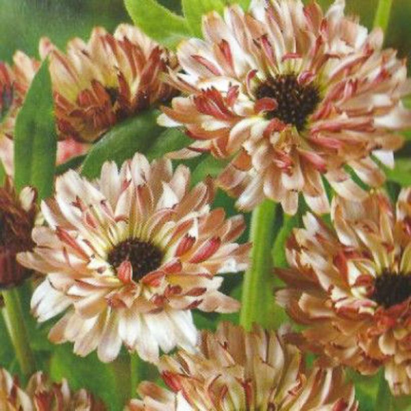 Graines de Calendula officinalis Sunny Girl - Souci des Jardins (Floraison)