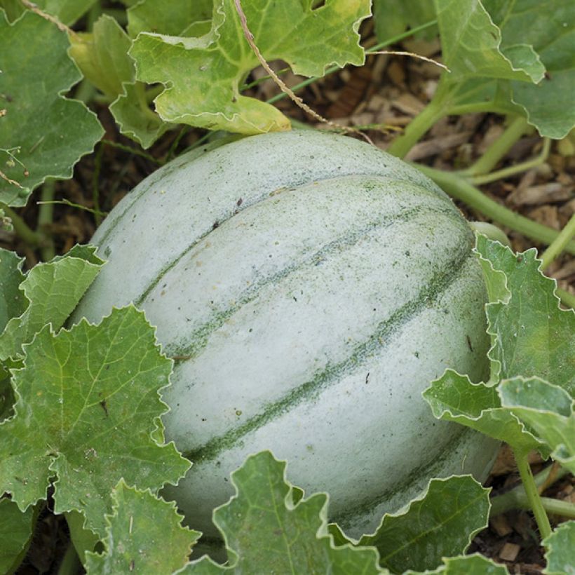 Melon Ancien Vieille France Bio - Ferme de Sainte Marthe (Récolte)