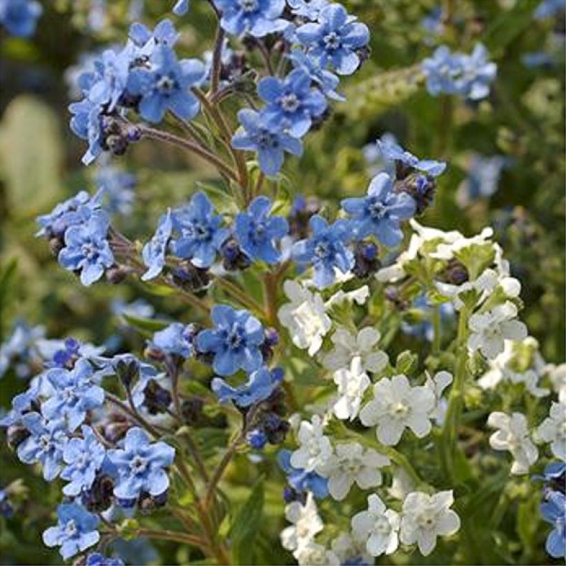 Cynoglossum zeylanicum Chill Out em sementes (Floração)