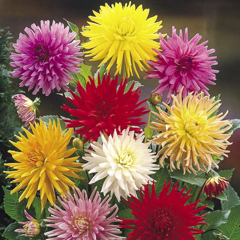 Graines de Dahlia Cactus Hybrids Mix (Floraison)