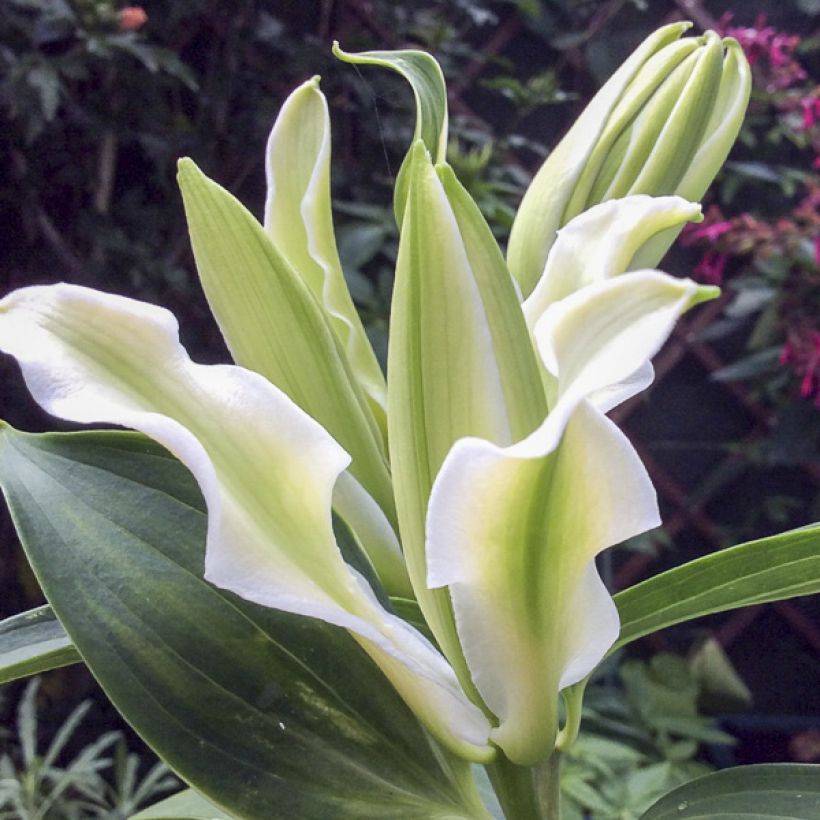 Lis Oriental double Polar Star (Floraison)