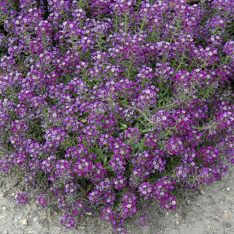 Graines d'Alysse odorant Oriental Nights (Floraison)