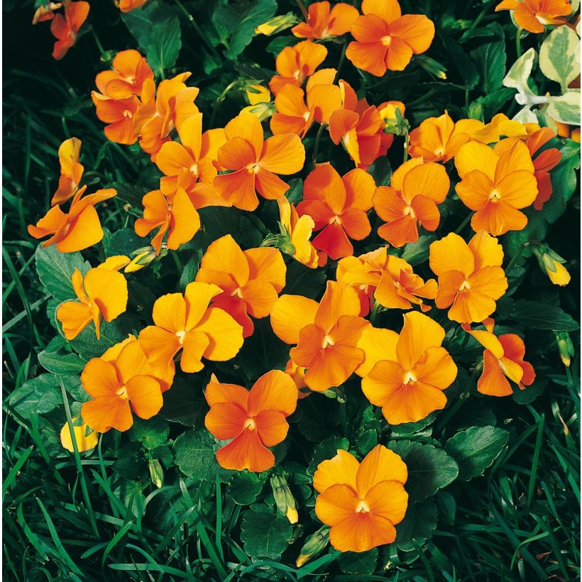 Violette cornue Penny Orange Mini-motte (Floraison)