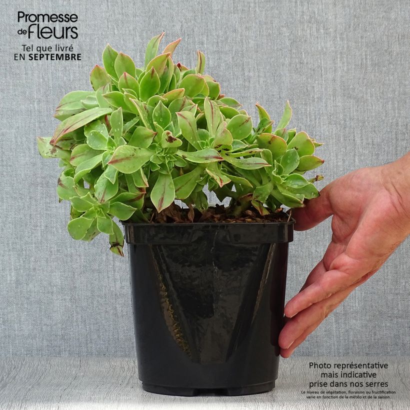 Spécimen de Aeonium leucoblepharum Yemen Pot de 3L/4L tel que livré en automne