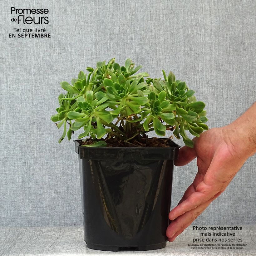 Spécimen de Aeonium occidentale Pot de 3L/4L tel que livré en automne