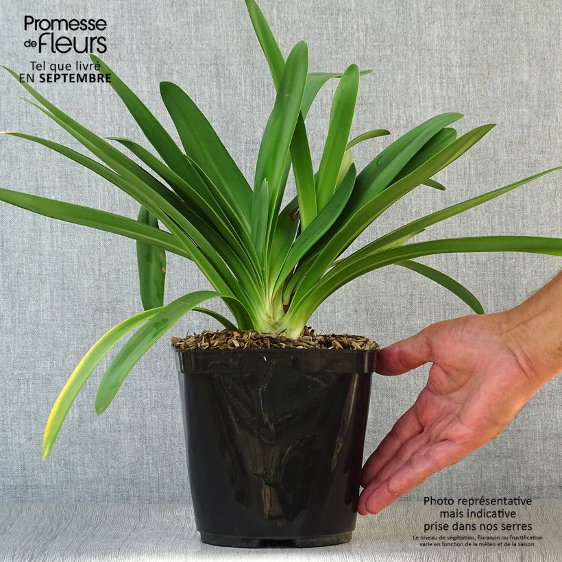 Spécimen de Agapanthe Full Moon Pot de 2L/3L tel que livré en automne