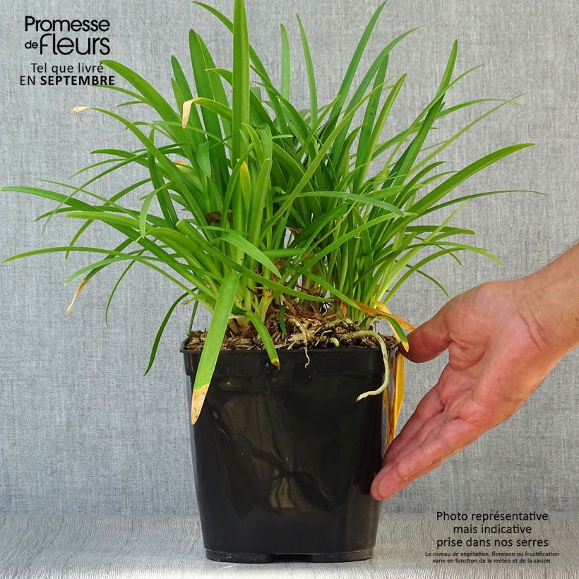 Spécimen de Agapanthe Vallée de la Romanche Pot de 2L/3L tel que livré en automne