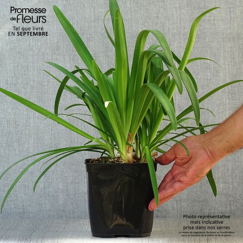 Spécimen de Agapanthe Vallée de la Sarthe Pot de 2L/3L tel que livré en automne