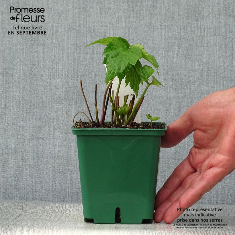 Spécimen de Anémone japonaise Whirlwind Pot de 1,5L/2L tel que livré en automne