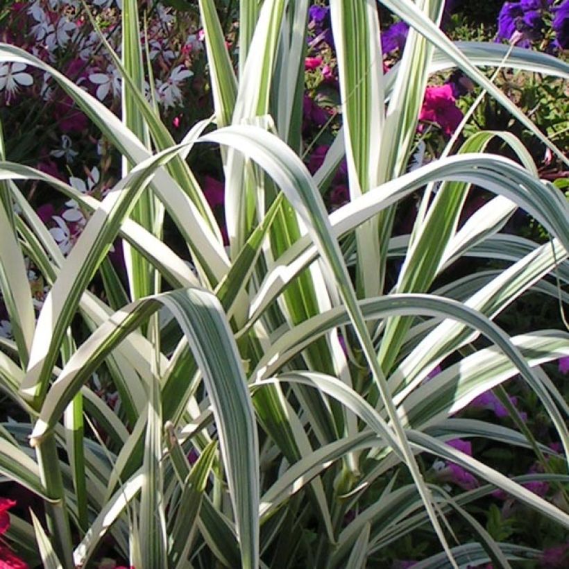Arundo donax Variegata Versicolor - Canne de Provence (Feuillage)