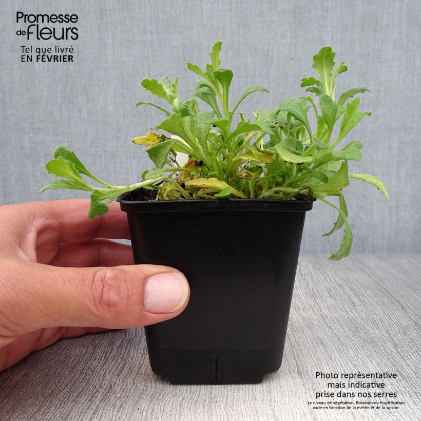 Spécimen de Aubriète rouge - Aubrieta Cascade Red Godet de 8/9 cm tel que livré en automne