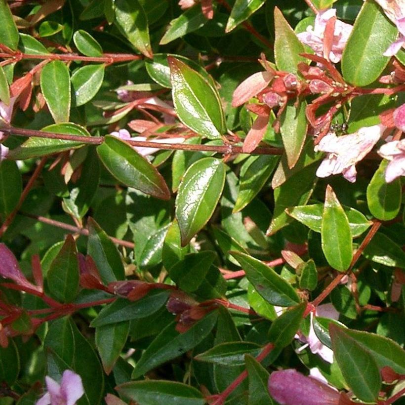 Abelia Edward Goucher - Glanzende abelia (Blad)