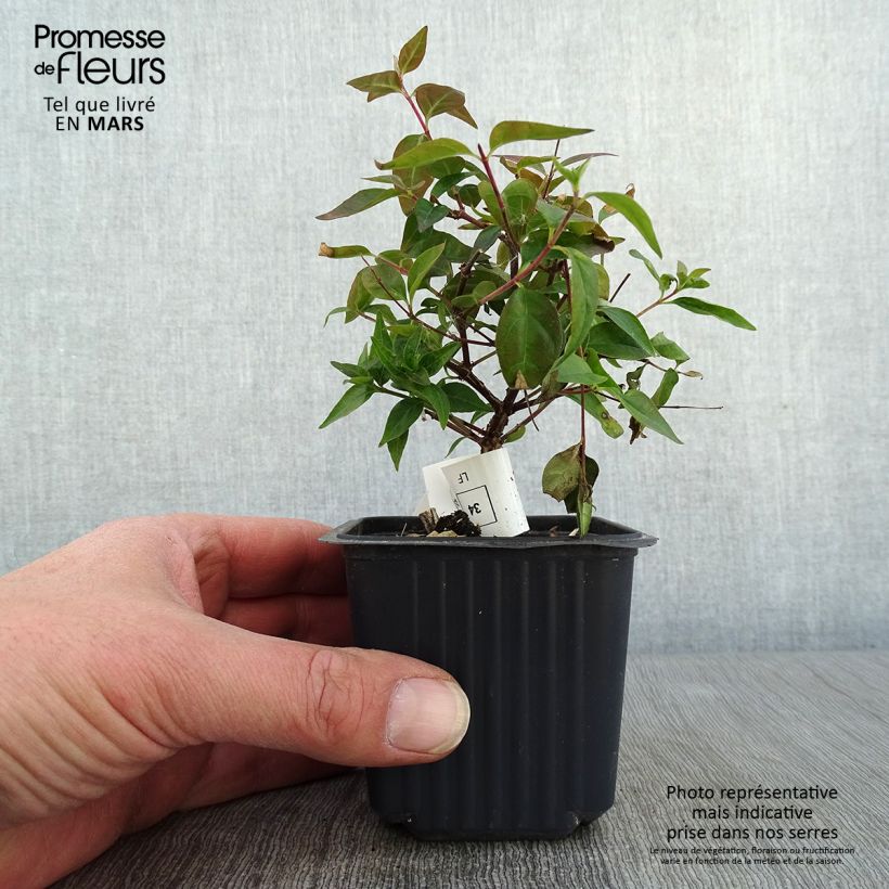 Spécimen de Abelia Edward Goucher Godet de 8/9 cm tel que livré en hiver