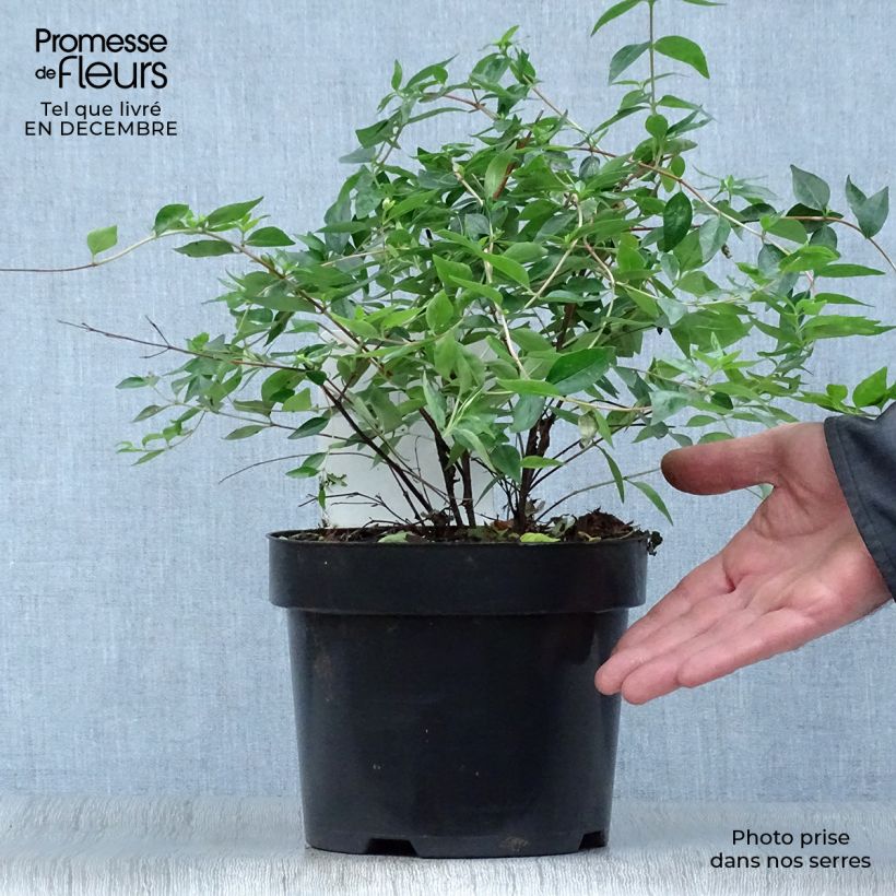Spécimen de Abelia Edward Goucher Pot de 1L/1,5L tel que livré en hiver