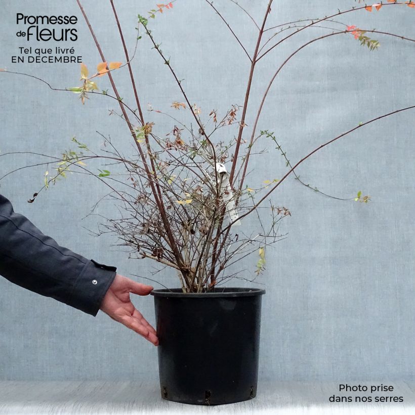 Spécimen de Abelia Edward Goucher Pot de 7,5L/10L tel que livré en hiver