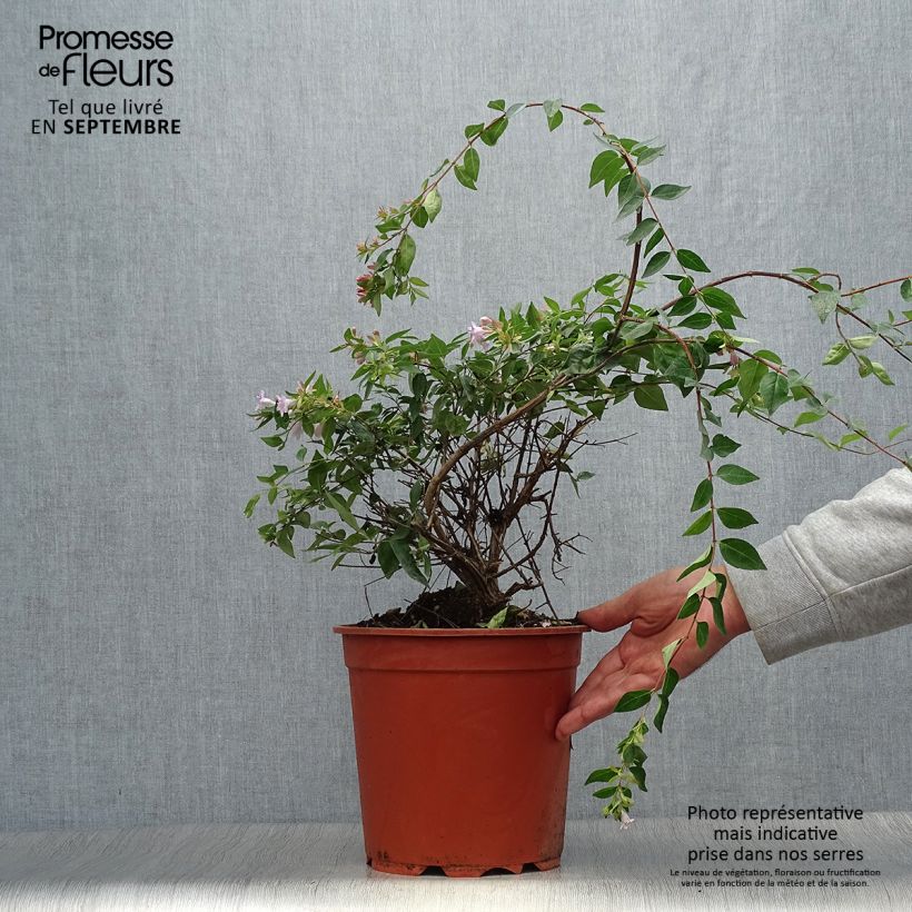 Spécimen de Abelia Edward Goucher Pot de 7,5L/10L tel que livré en automne