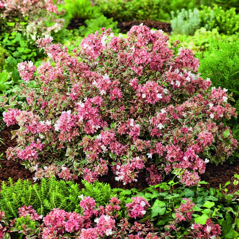 Abelia Magic Daydream (Port)