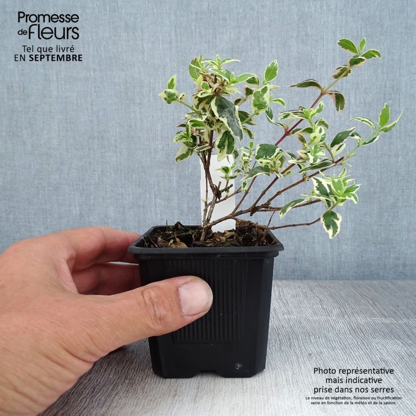 Spécimen de Abelia Magic Daydream Godet de 8/9 cm tel que livré en automne