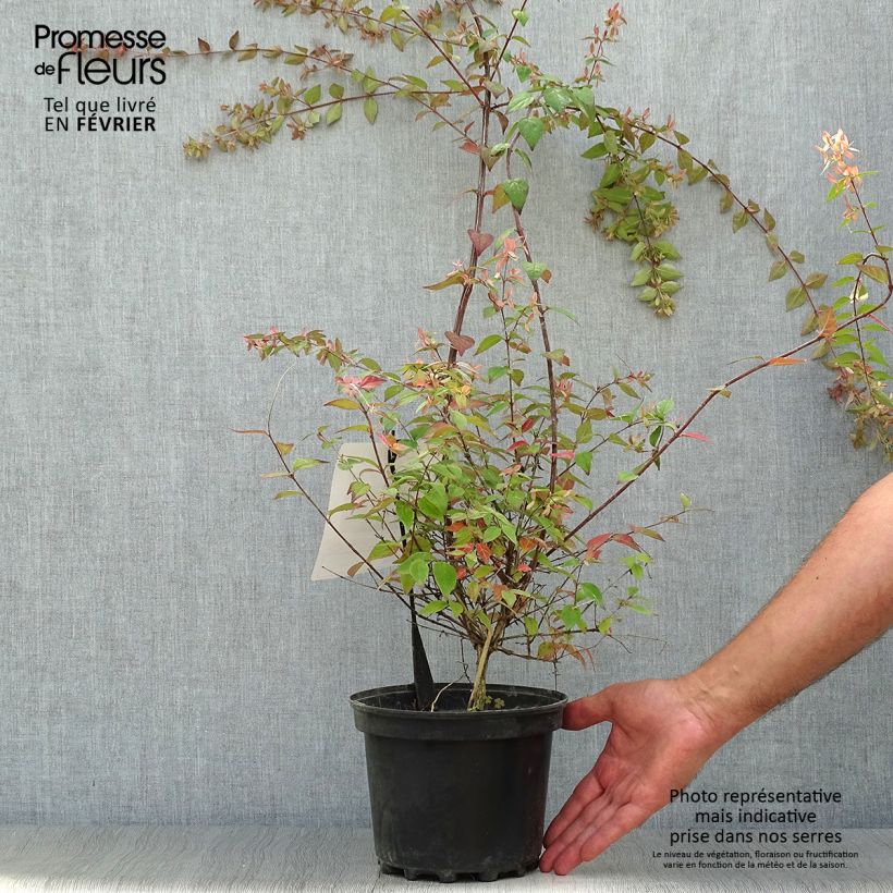 Spécimen de Abelia Pink Pong Pot de 3L/4L tel que livré en automne