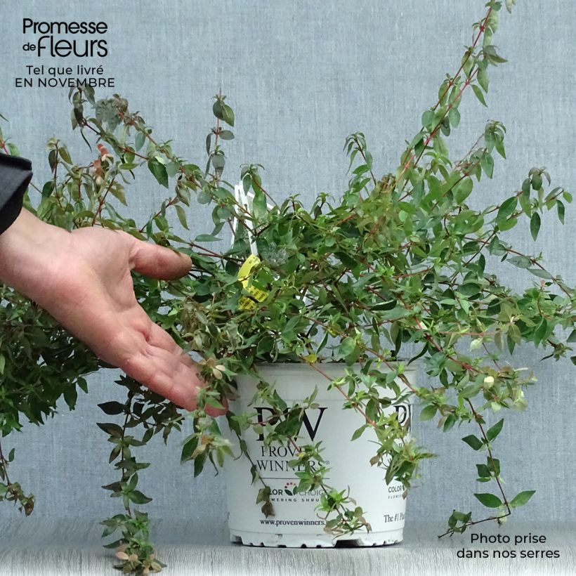 Spécimen de Abelia Pinky Bells Pot de 2L/3L tel que livré en automne
