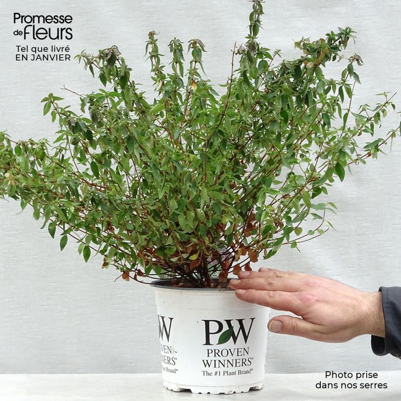 Spécimen de Abelia Pinky Bells Pot de 2L/3L tel que livré en hiver