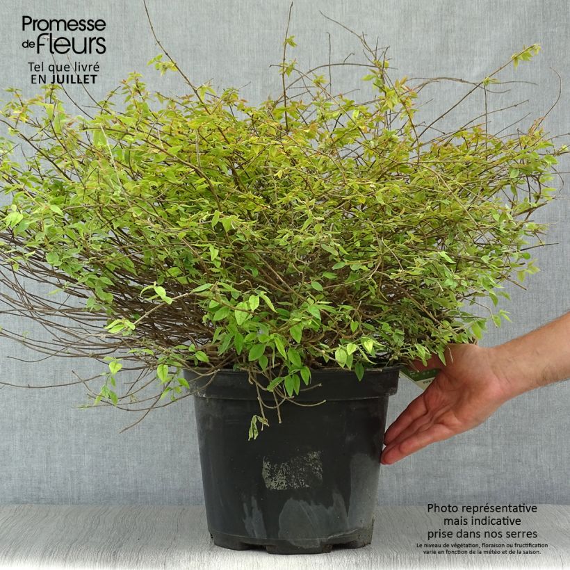 Spécimen de Abelia Pinky Bells Pot de 7,5L/10L tel que livré en été