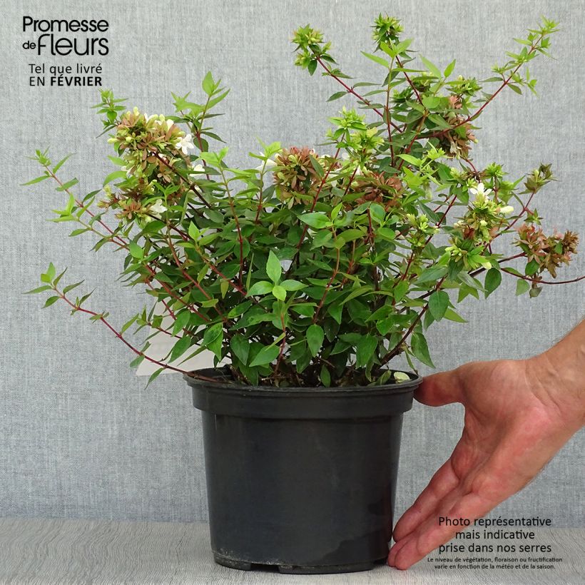 Spécimen de Abelia grandiflora Sherwood Pot de 2L/3L tel que livré en automne