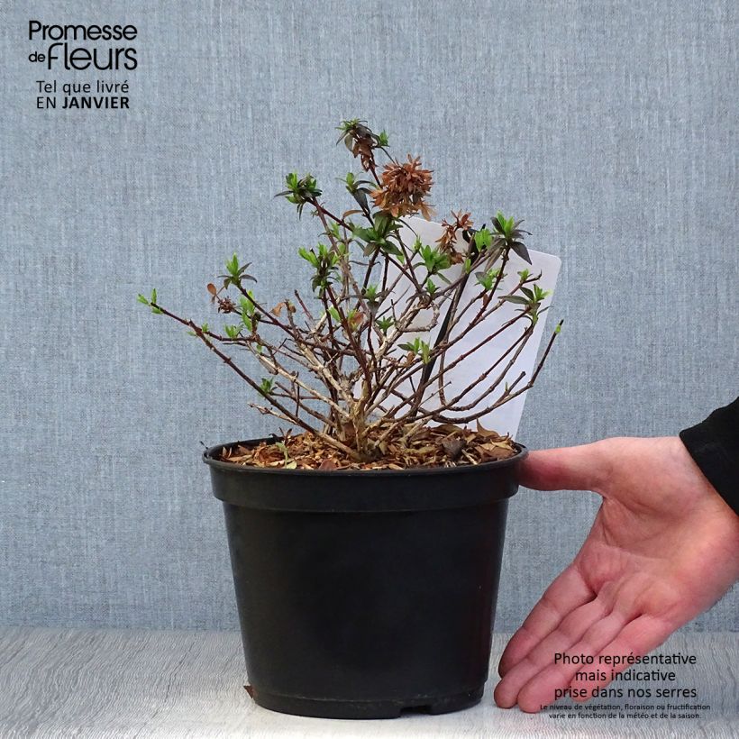 Spécimen de Abelia grandiflora Sherwood Pot de 2L/3L tel que livré en hiver