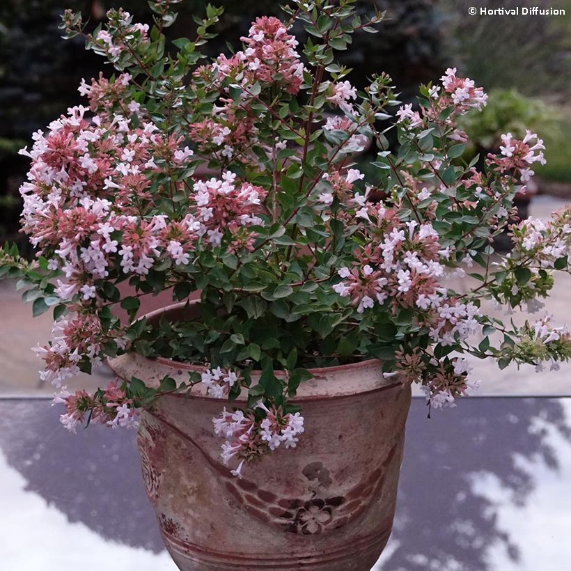 Abelia chinensis Autumn Festival - Abélia de Chine (Port)