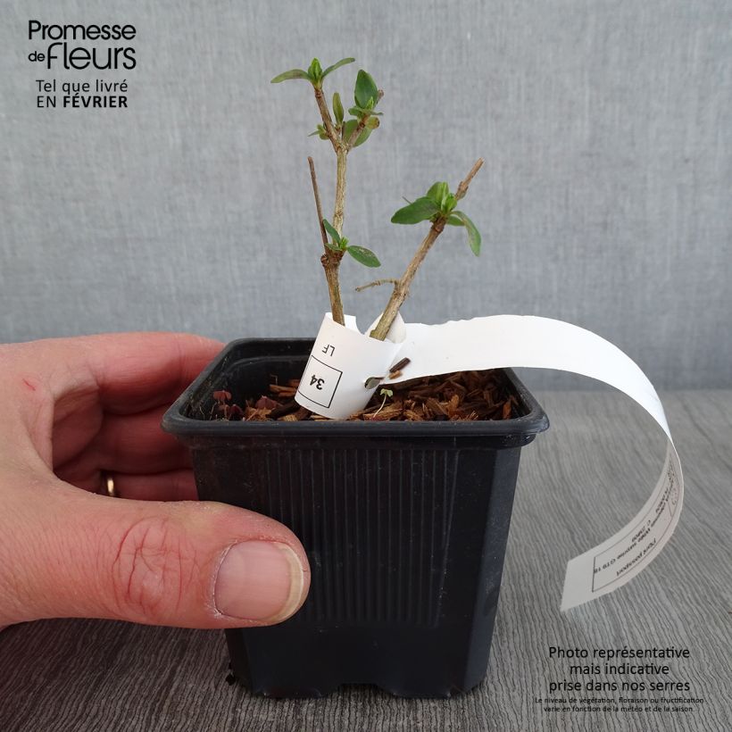 Spécimen de Abelia chinensis White Surprise - Abélia de Chine Godet de 8/9 cm tel que livré en hiver