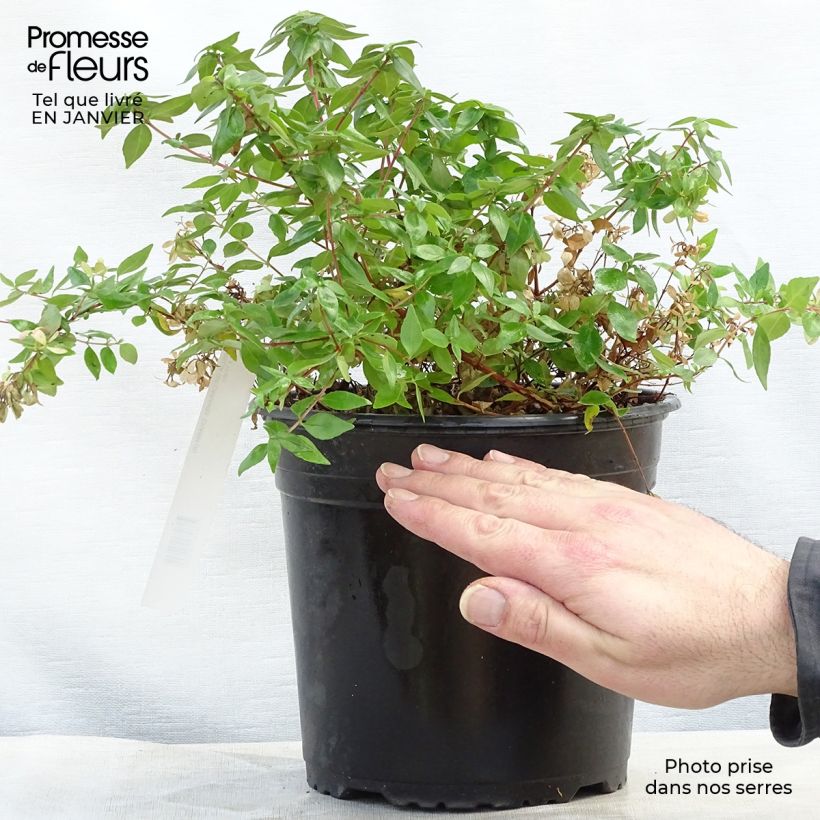 Spécimen de Abelia grandiflora Caramel Charm - Abélia à grandes fleurs Pot de 3L/4L tel que livré en hiver