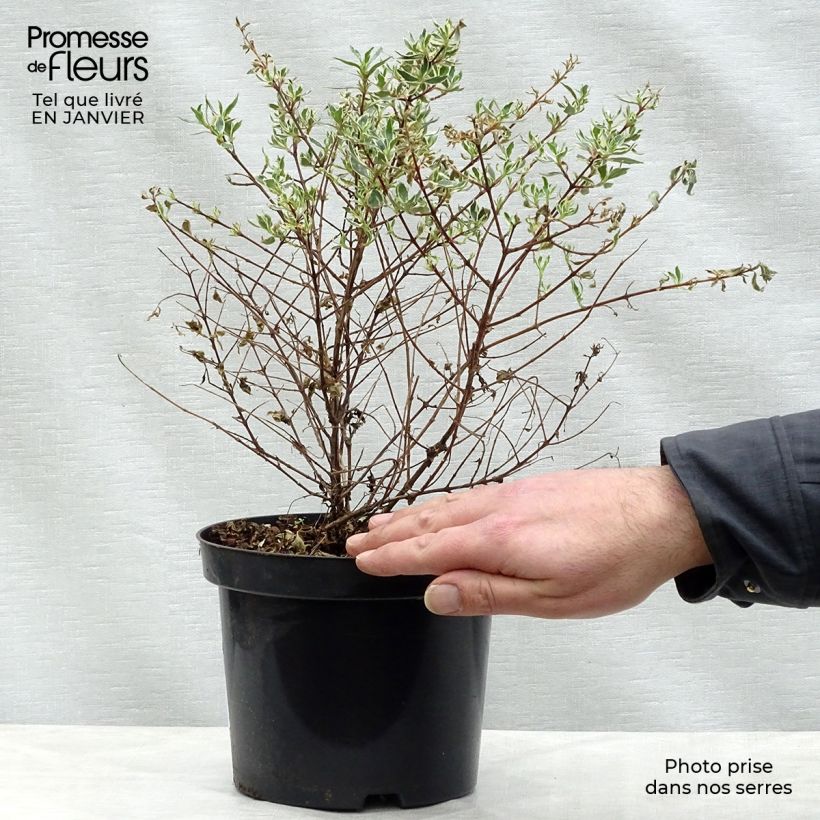 Spécimen de Abelia grandiflora Confetti Pot de 1,5L/2L tel que livré en hiver