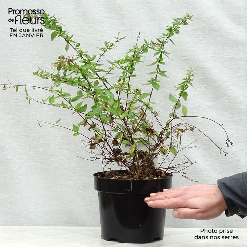 Spécimen de Abelia grandiflora Francis Mason Pot de 3L/4L tel que livré en hiver