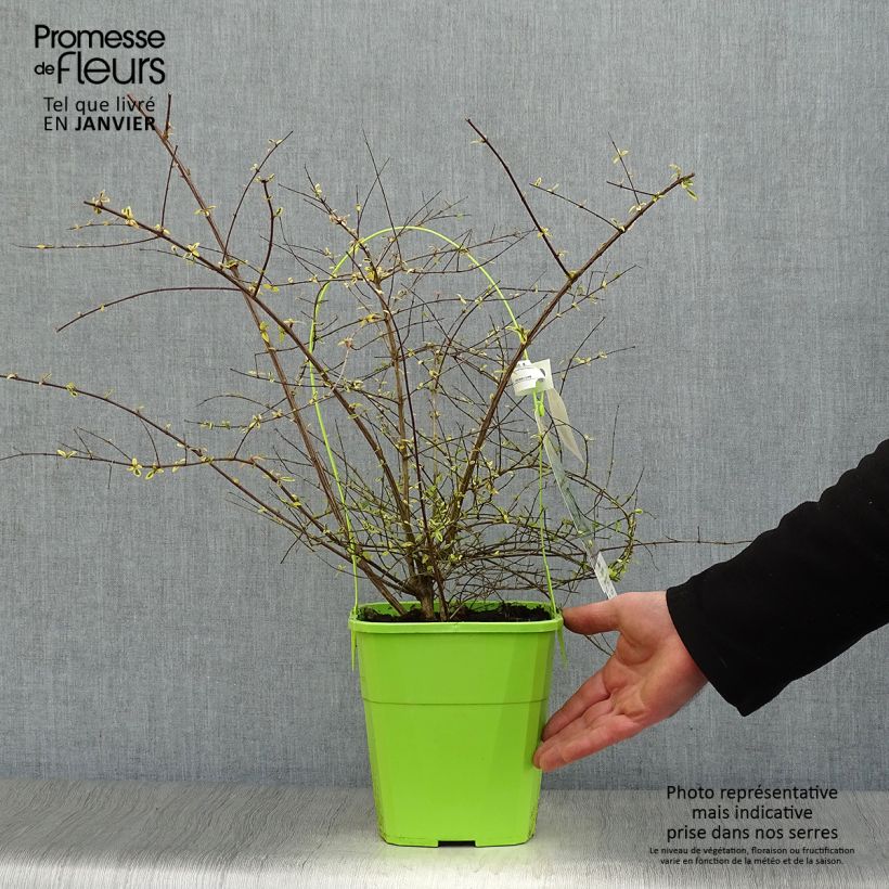 Spécimen de Abelia grandiflora Hopley's - Abélia à grandes fleurs Pot de 2L/3L tel que livré en hiver