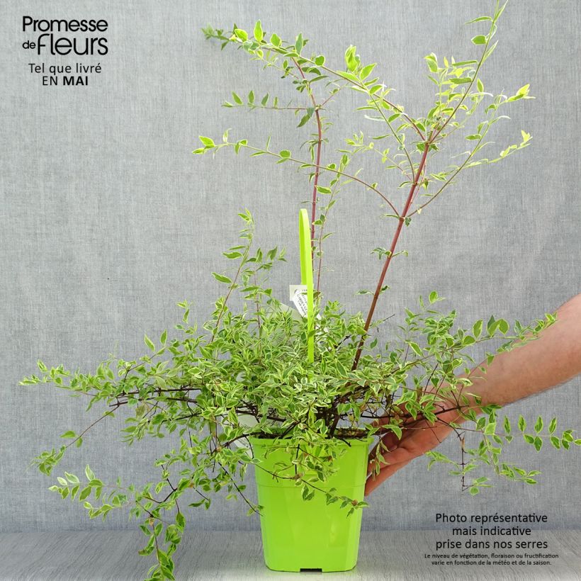 Spécimen de Abelia grandiflora Hopley's - Abélia à grandes fleurs Pot de 2L/3L tel que livré au printemps