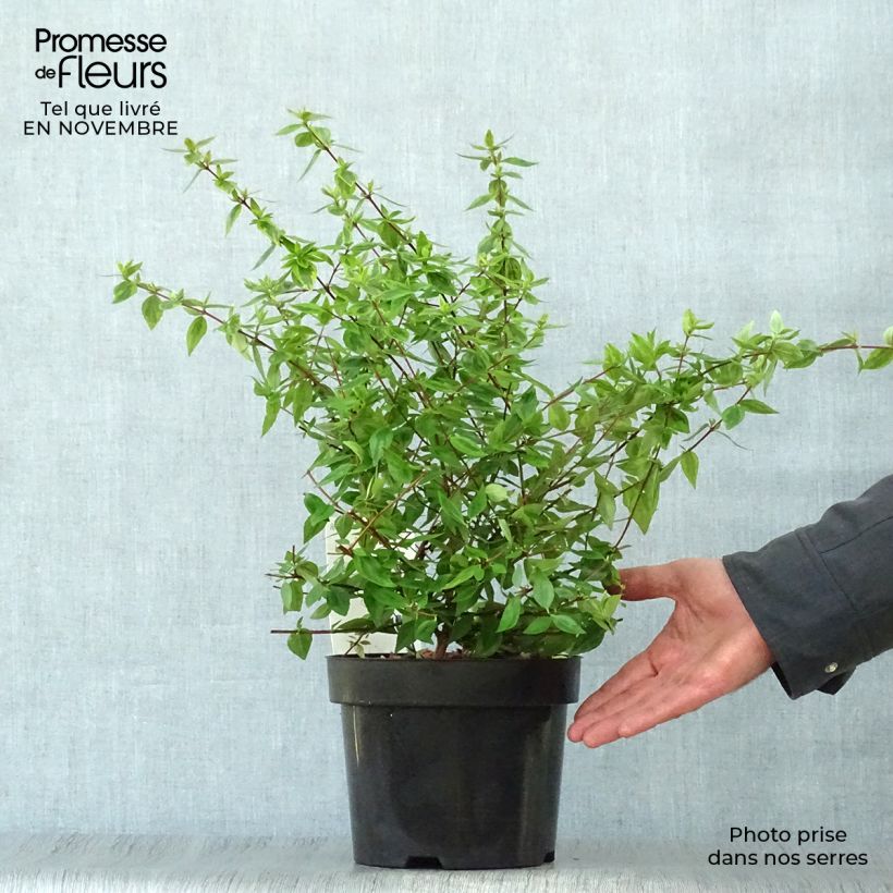 Spécimen de Abélia grandiflora Kaléidoscope Pot de 2L/3L tel que livré en automne
