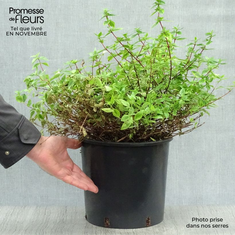 Spécimen de Abélia grandiflora Kaléidoscope Pot de 4L/5L tel que livré en automne