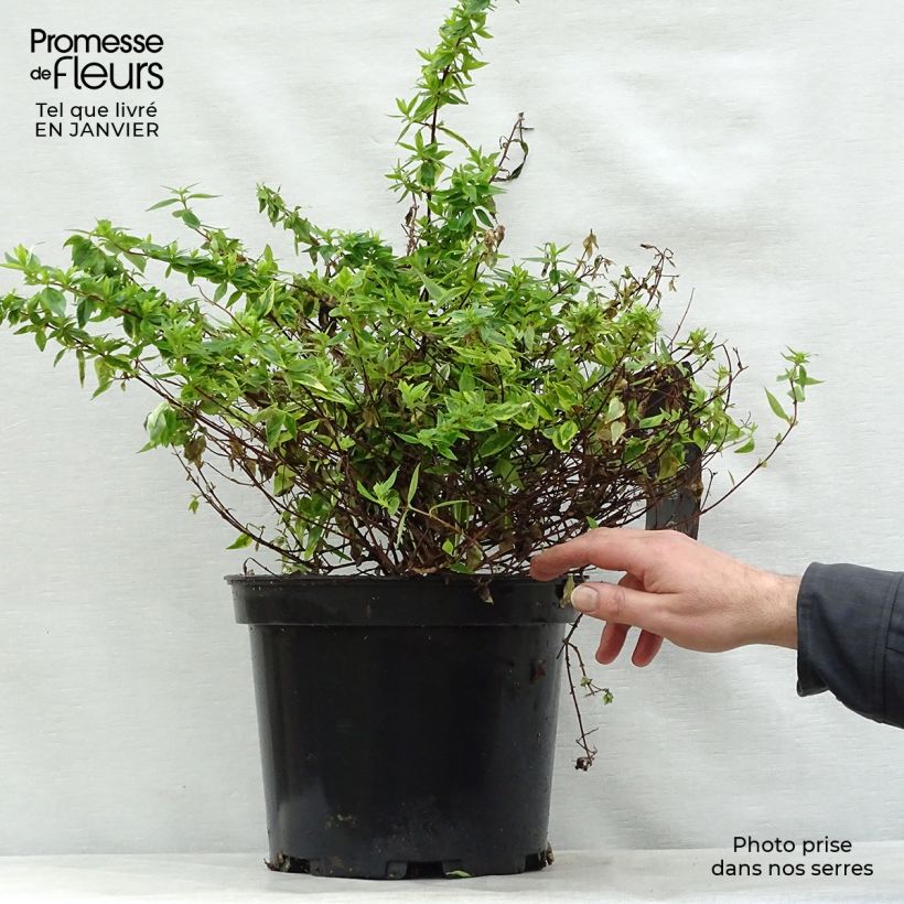 Spécimen de Abélia grandiflora Kaléidoscope Pot de 3L/4L tel que livré en hiver