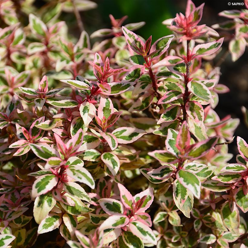 Abelia grandiflora Pink Lady - Abélia à grandes fleurs (Feuillage)
