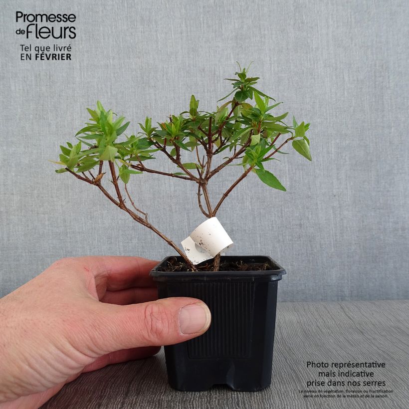 Spécimen de Abelia grandiflora Pisto Godet de 8/9 cm tel que livré en hiver